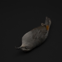 Fallen Catbird 5/18/07, 8.45am found Lower East Side 23